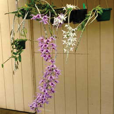 Honohono vine