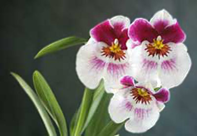 Miltoniopsis