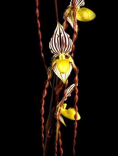 shin-yatomi link image