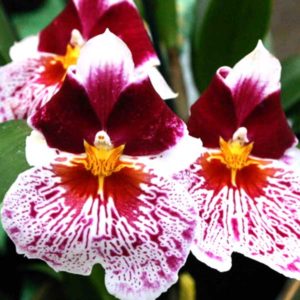 Miltonia Barry Smith