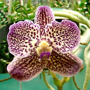 Vanda Gordon Dillon