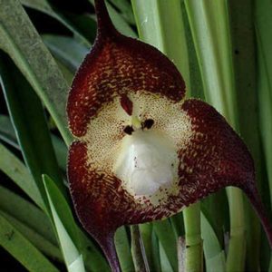 monkey-orchid1