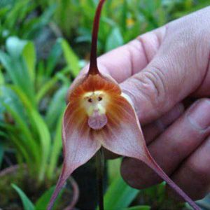 monkey-orchid2