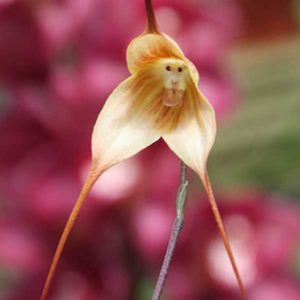 monkey-orchid4
