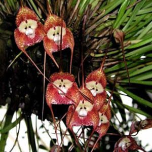 monkey-orchid5