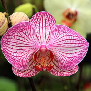 orchid1