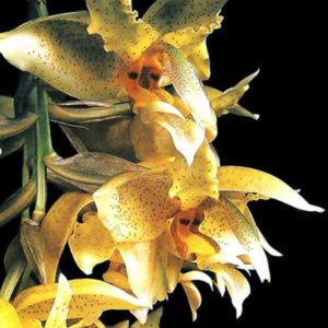 stanhopea2