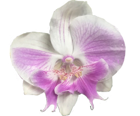 pink and white phaleonopsis